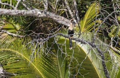 Double-crested Cormorant Feb 2022